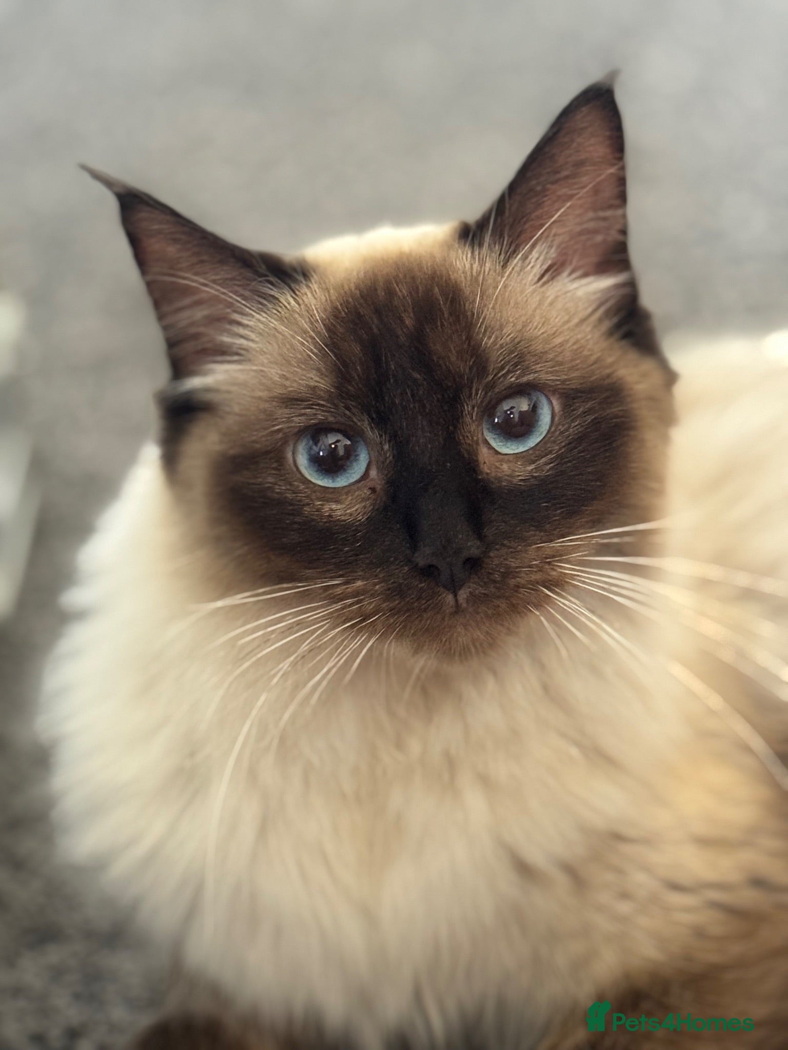 Ragdoll cats Polar and bear are available for reservation  - Advert 2