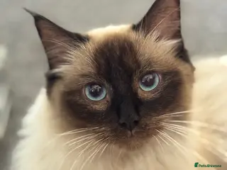 Ragdoll cats Polar and bear are available for reservation - Advert 3