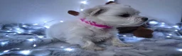 Maltese dogs for sale: 🐶4 Beautiful Maltese Puppies – 3 Boys & 1 Girl - Advert 8