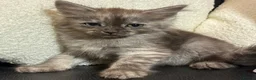 British Shorthair cats for sale: British short hair x ragdoll  - Advert 10