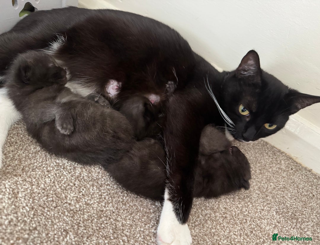 Domestic Shorthair cats for sale: 3 black kittens. 2 girls and 1 boy in Olney - Image 2