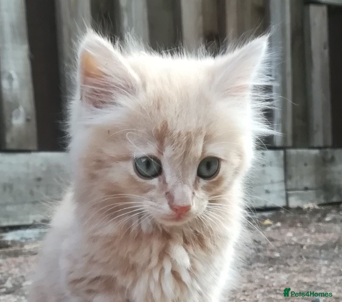 Mixed Breed cats AMAZING, BEAUTIFUL, CLEVER, HEALTHY KITTENS - Advert 16