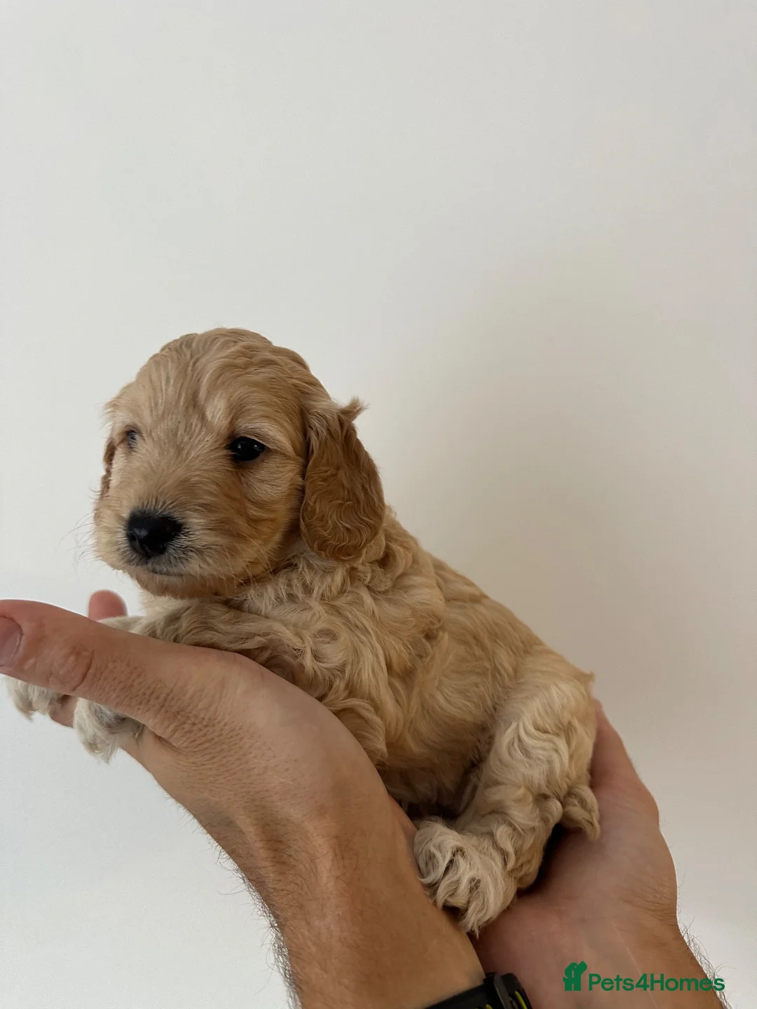 Cockapoo dogs for sale: Girl cockapoo 9 weeks old  - Advert 6