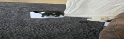 Mixed Breed cats for sale: Max is A Black and white cat  - Advert 5