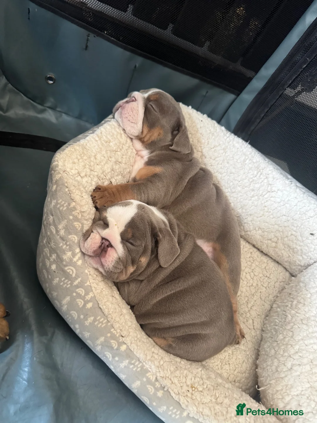 English Bulldog dogs for sale:  Blue&tan bulldog  in Manchester - Advert 2