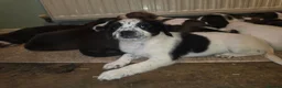Mixed Breed dogs for sale: Terrier type aforabe puppies.  - Advert 4