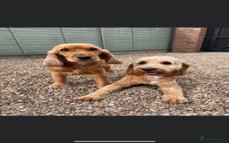 Cocker Spaniel dogs for sale: Meet Daisy – looking for her forever home❤️ - Advert 26