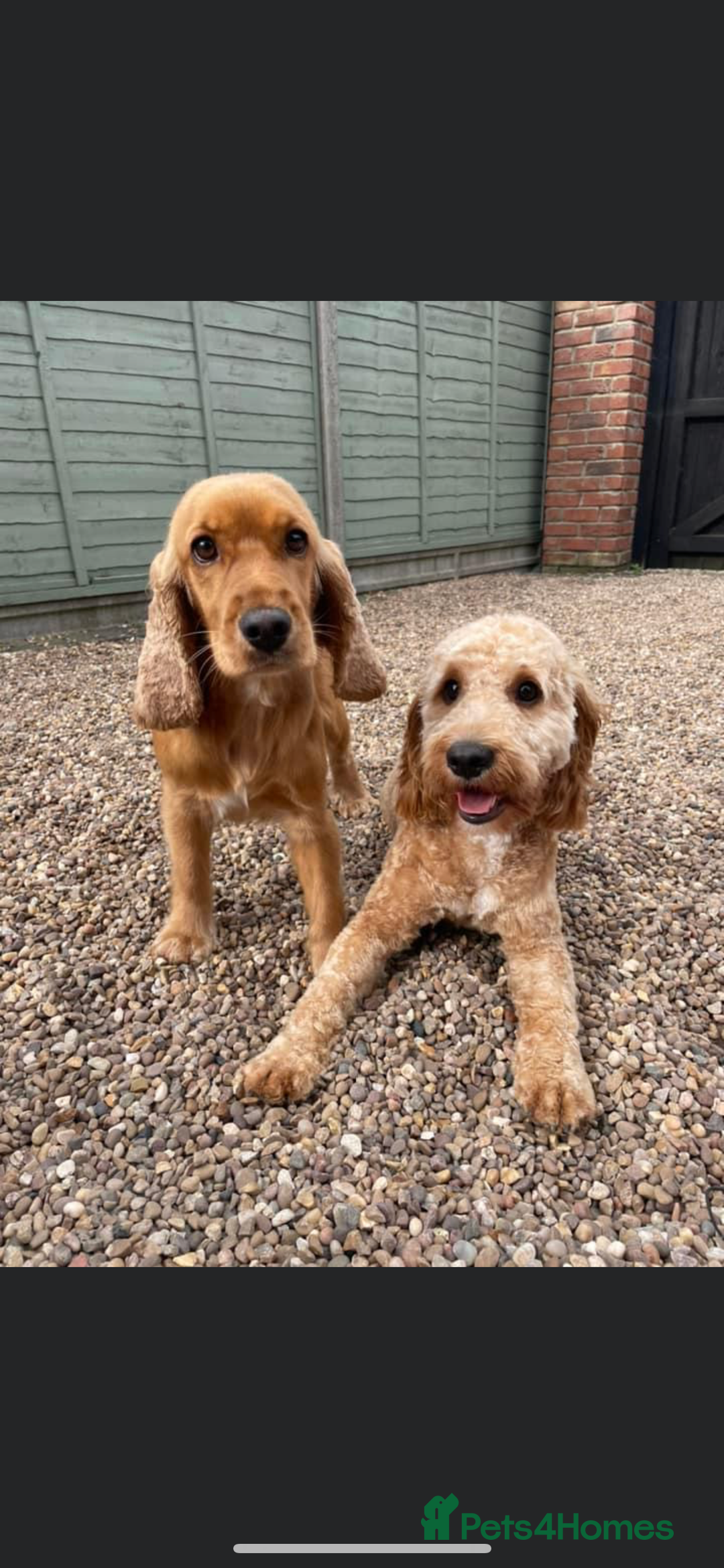 Cocker Spaniel dogs for sale: Meet Daisy – looking for her forever home❤️ - Advert 26