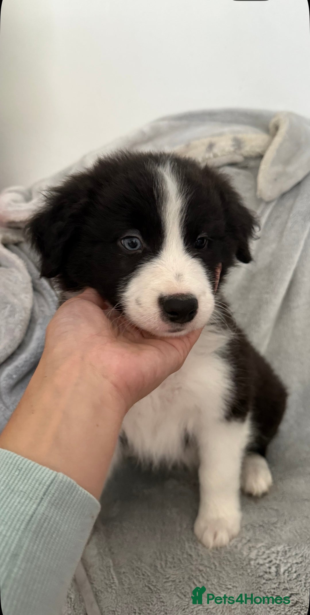 Border Collie dogs for sale: Beautiful border collie puppies  - Image 1