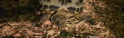 Hermann Tortoise reptiles for sale: Herman tortoise  - Advert 2