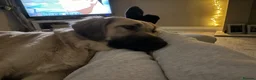 Mixed Breed dogs for sale: Dog for sale in Lee-on-the-Solent - Advert 3