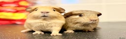 Guinea Pig rodents for sale: Single adult male and 2 female babies  - Advert 14