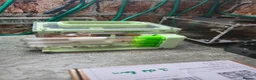 Mixed Breed invertebrates for sale: Ants  in Leicester - Advert 1