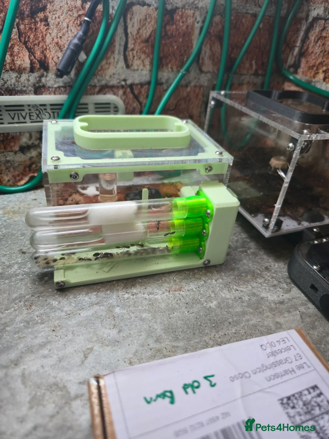 Mixed Breed invertebrates for sale: Ants  in Leicester - Advert 1