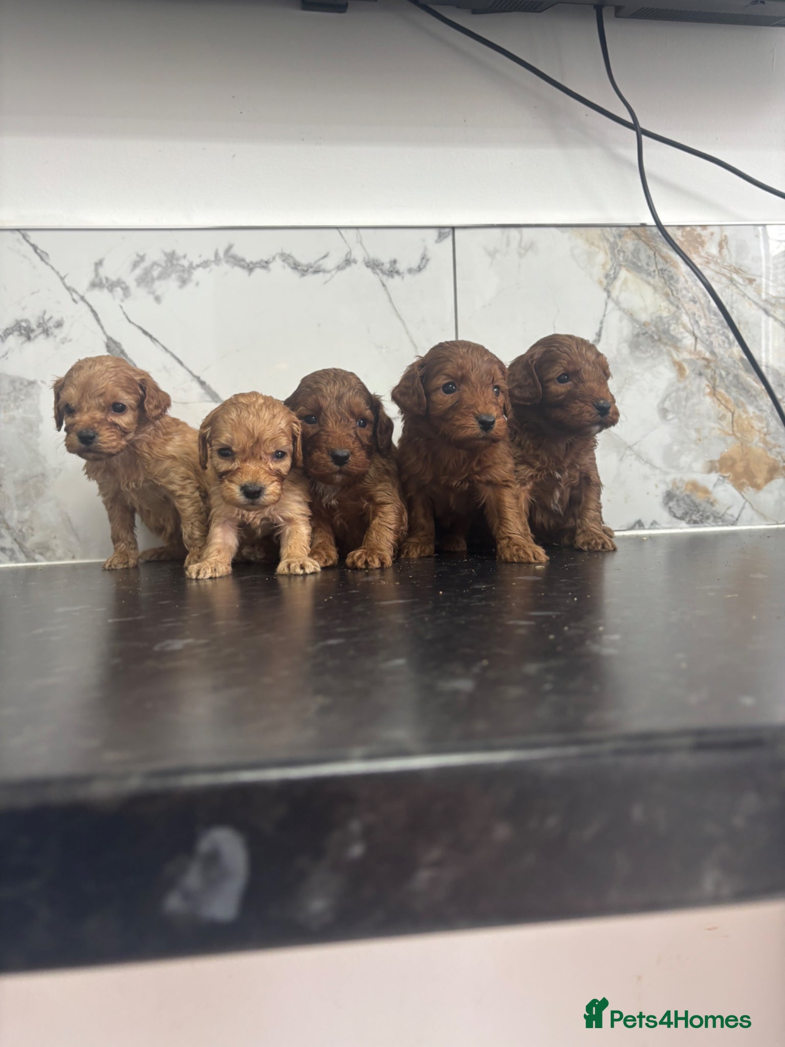 Maltipoo dogs for sale:  Fox red Quality maltipoo puppies - Advert 8