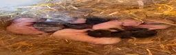 Dwarf Lop rabbits for sale: Dwarf Lop Baby Bunnies  in Guisborough - Advert 7