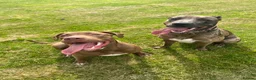 Mixed Breed dogs for sale: Rehoming - Advert 9