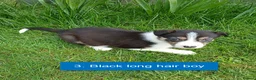 Border Collie dogs for sale: Pedigree tri-colour border collie puppies in Huntly - Advert 6