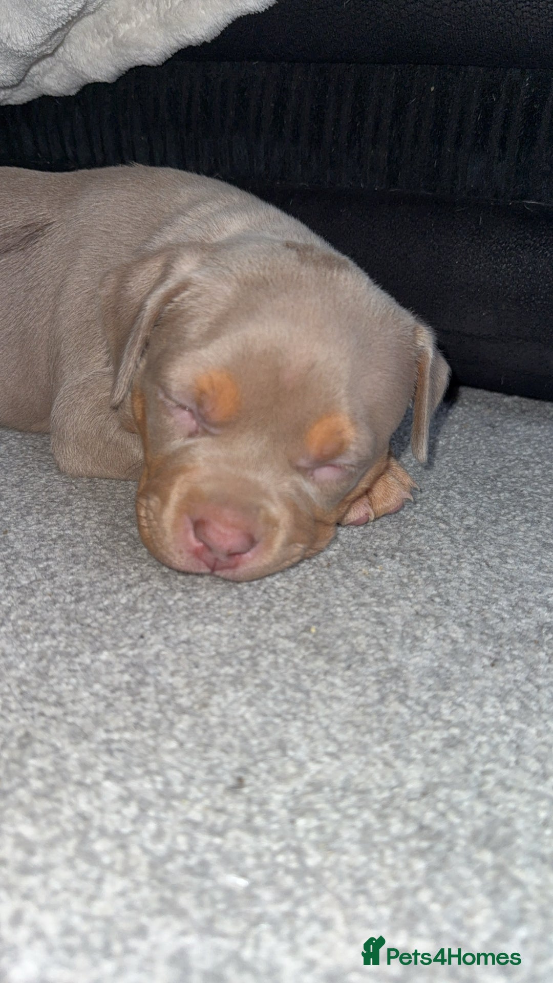 American Bulldog dogs for sale: American bulldog  - Image 4