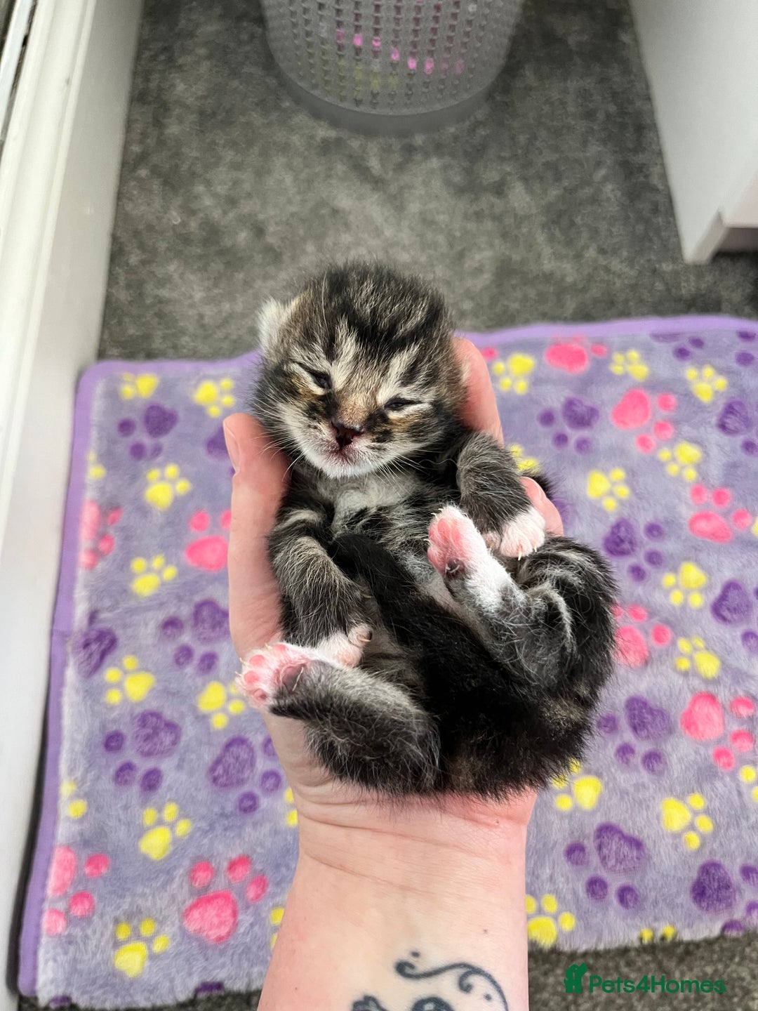British Longhair cats for sale: 2 beautiful boys 💙💙 - Image 4
