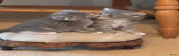 Scottish Fold cats for sale: 2 Beautiful Scottish fold and straight eared girls - Advert 11