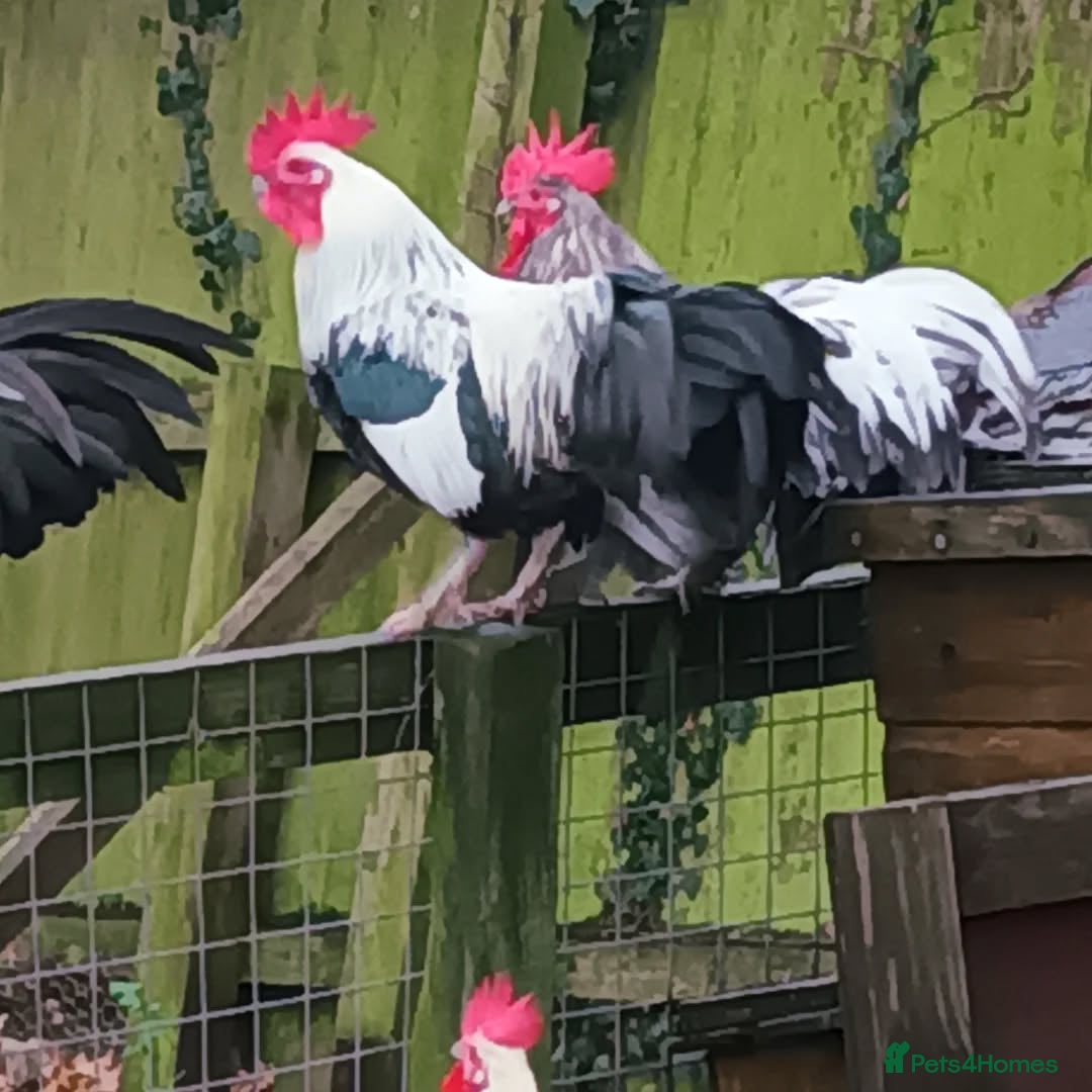Chickens poultry for sale: Beautiful pet cockerels - Advert 4