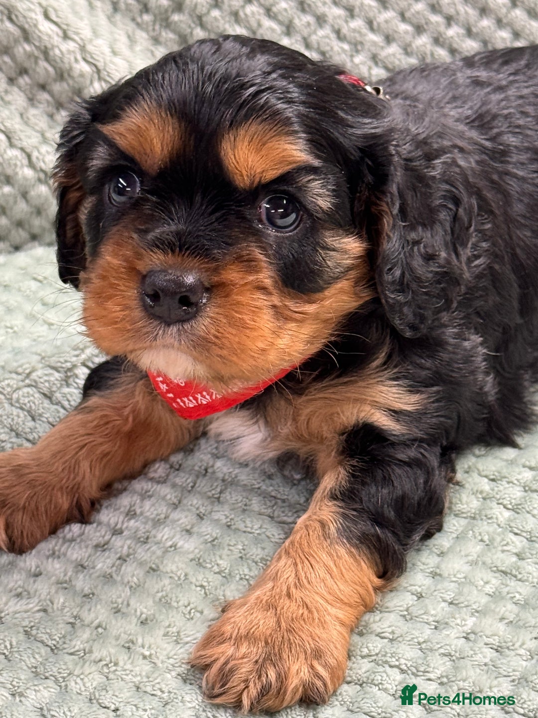 Cavalier King Charles Spaniel dogs for sale: Cavalier King Charles pups  - Advert 6