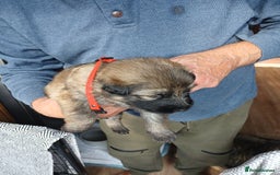 German Shepherd dogs for sale: German shepherd puppies  - Image 3