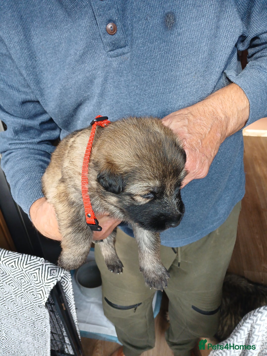 German Shepherd dogs for sale: German shepherd puppies  - Image 3