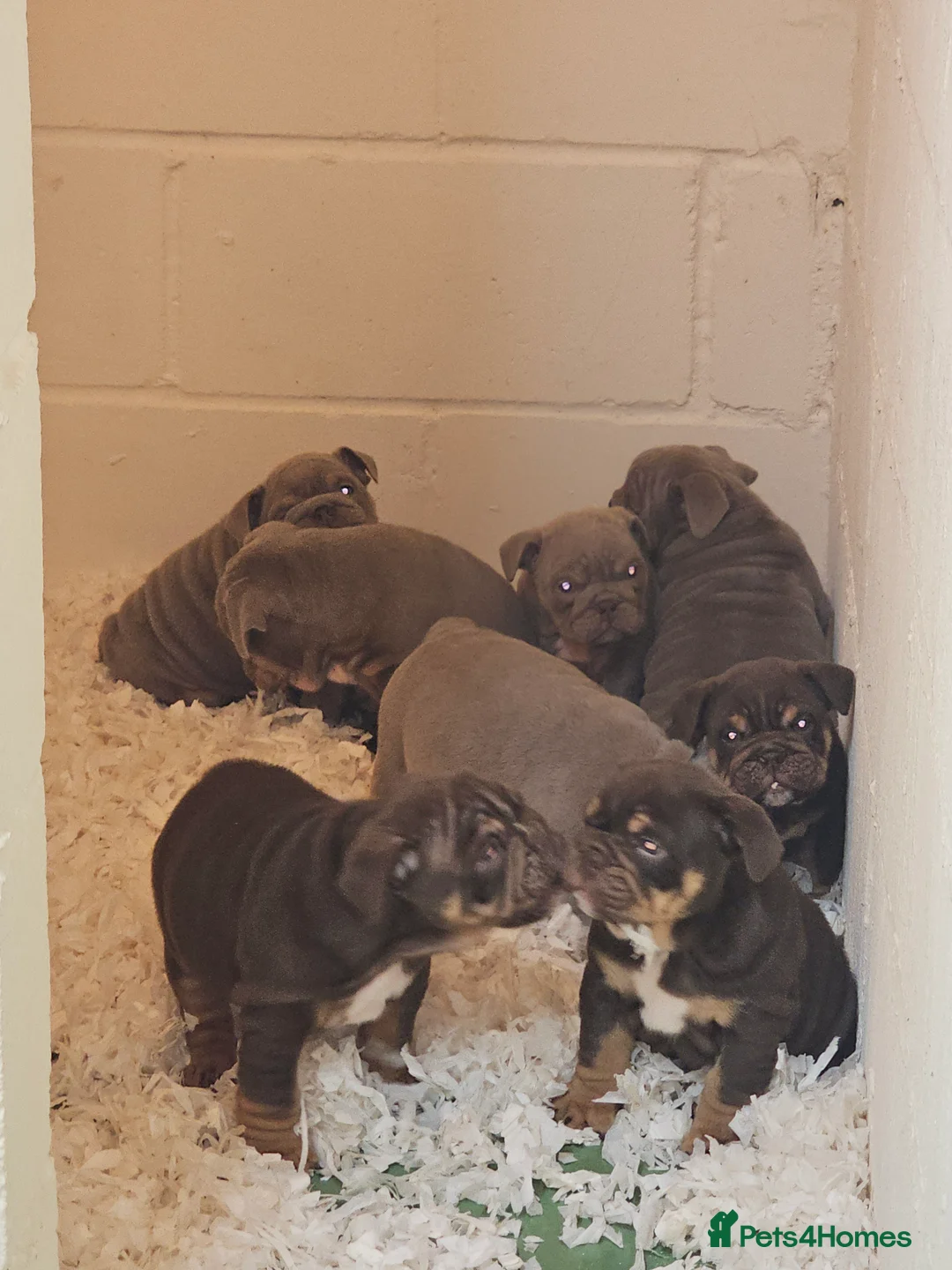 English Bulldog dogs for sale: English bulldog pups for sale - Advert 15