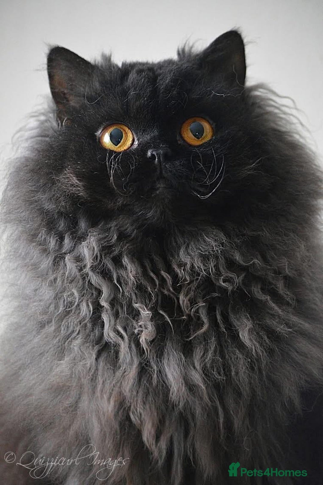 Selkirk Rex cats for sale: Lovely lad looking for a warm lap - Advert 5
