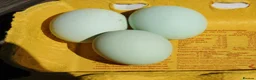 Chickens poultry for sale: Bantam Pullets, Wyandotte Pekin/Araucana  Bantams - Advert 6