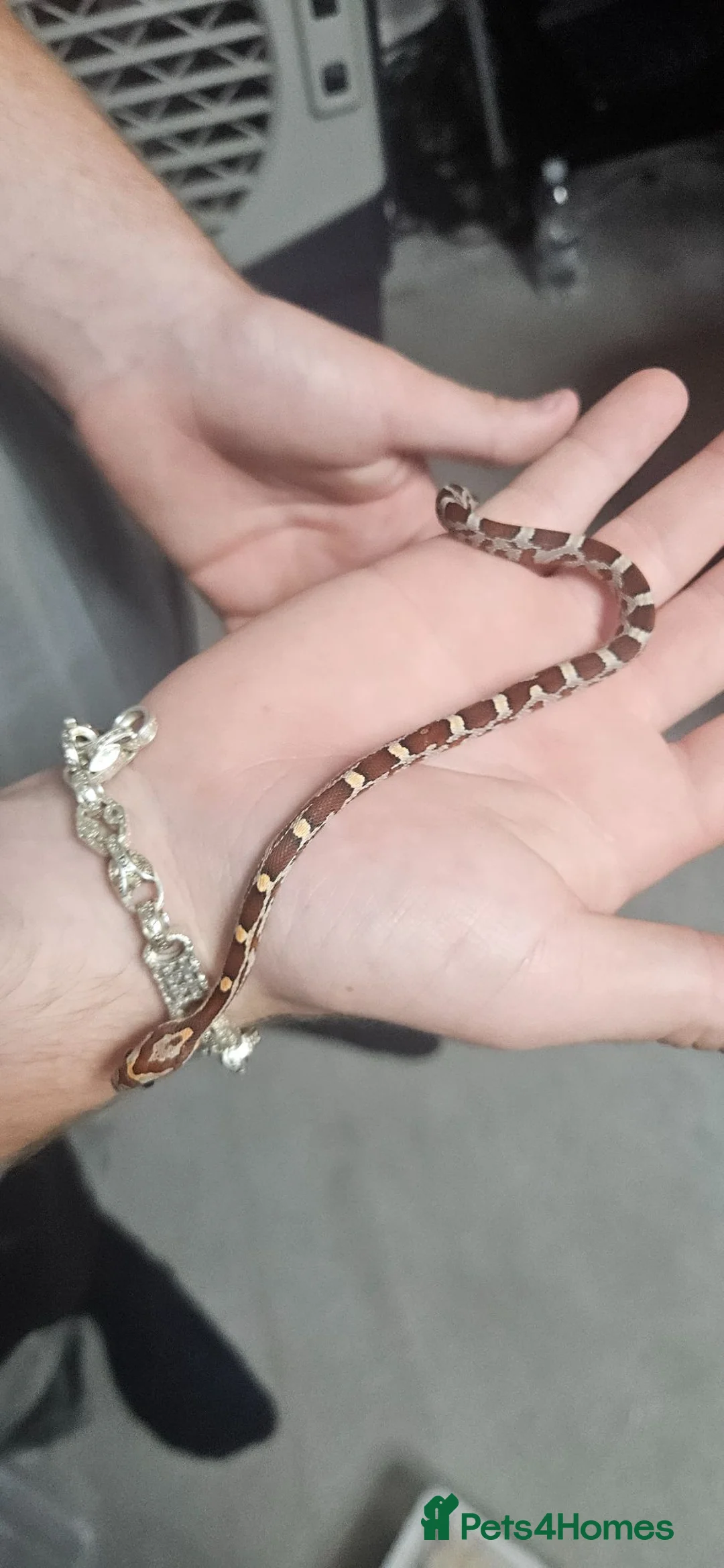 Corn Snake reptiles for sale: Baby corn snakes  in Chesterfield - Advert 2