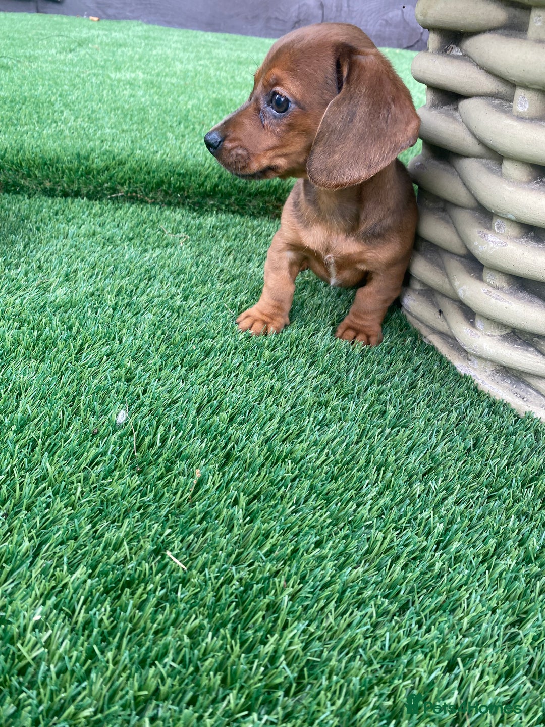 Miniature Dachshund dogs for sale: 4 adorable miniature dachshund puppies  - Image 28