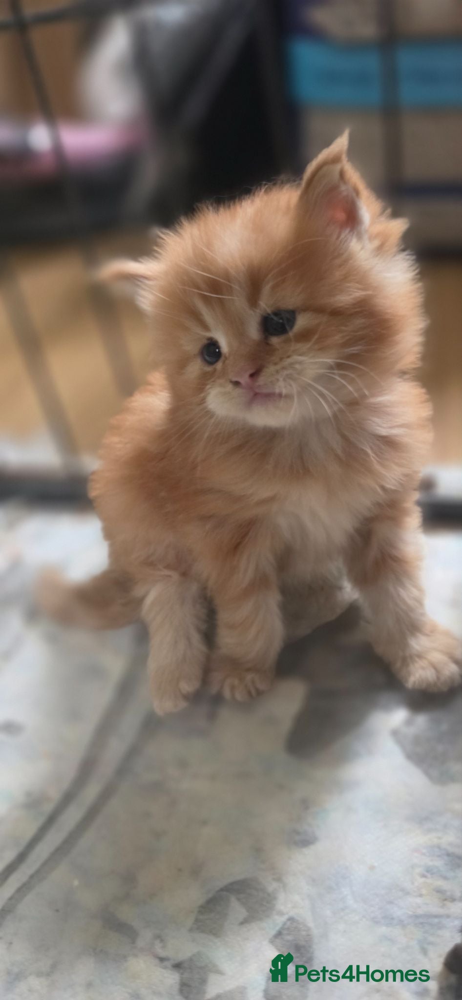 Maine Coon cats Top Quality Mainecoon kittens 😸 🥰😍 - Advert 8
