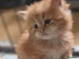 Maine Coon cats Top Quality Mainecoon kittens 😸 🥰😍 - Advert 8