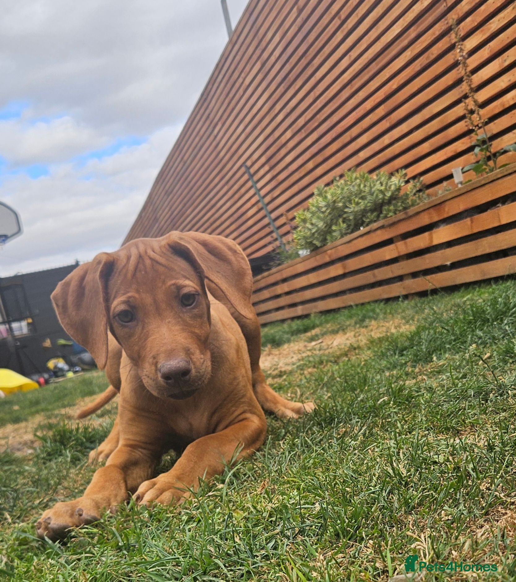 Rhodesian Ridgeback dogs Last  beautiful pup ready for her forever home 🏡  - Advert 1