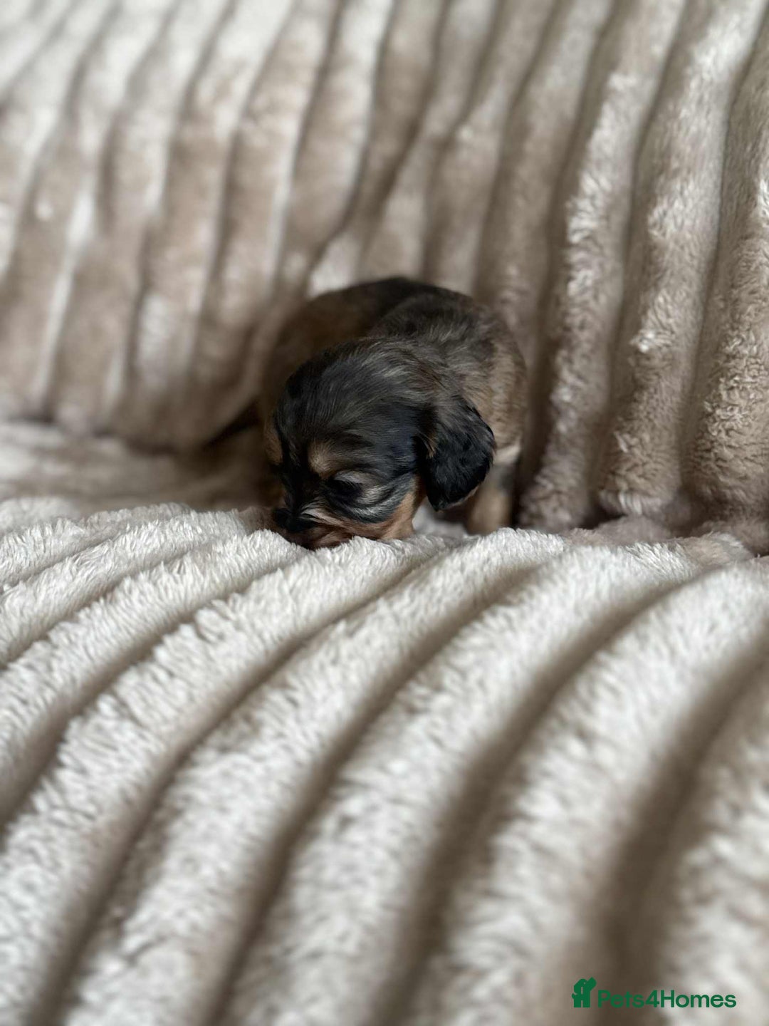 Cockapoo dogs for sale: Cockapoo F1B STUNNING COLOURS 4 available - Advert 8