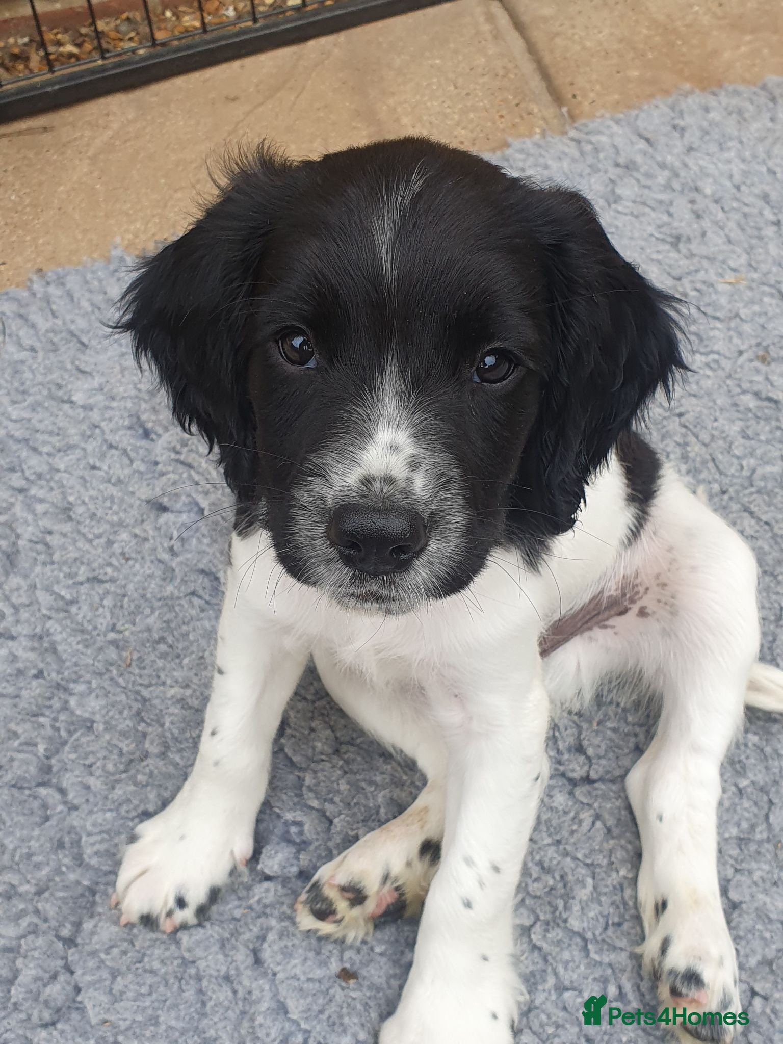English Springer Spaniel dogs 🐾 3 English Springer Spaniel Puppies – £1,000 🐾 - Advert 9
