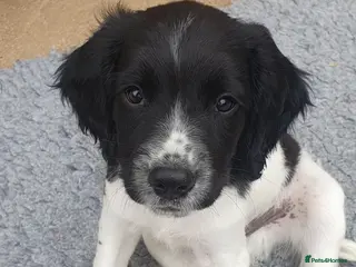 English Springer Spaniel dogs 🐾 1 English Springer Spaniel Puppy – £1,000 🐾 - Advert 13
