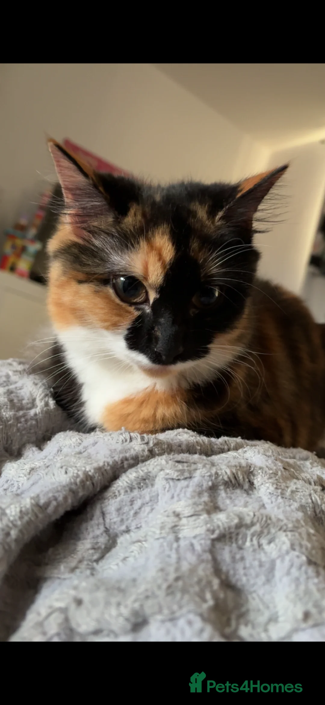 Mixed Breed cats for sale: Mabel - 10 month old Tortoise shell Kitten  - Advert 2