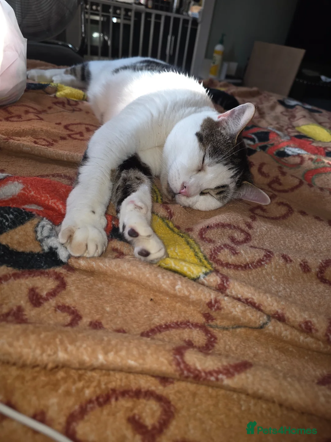 Domestic Shorthair cats for sale: Shorthair male domestic cat  - Advert 2
