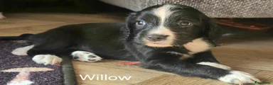 Sprocker 4