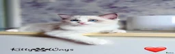 Ragdoll cats for sale: 🐾🩷*TICA REG* EU RAGDOLL KITTENS🌟 DNA CLEAR 🩵🐾 - Advert 2