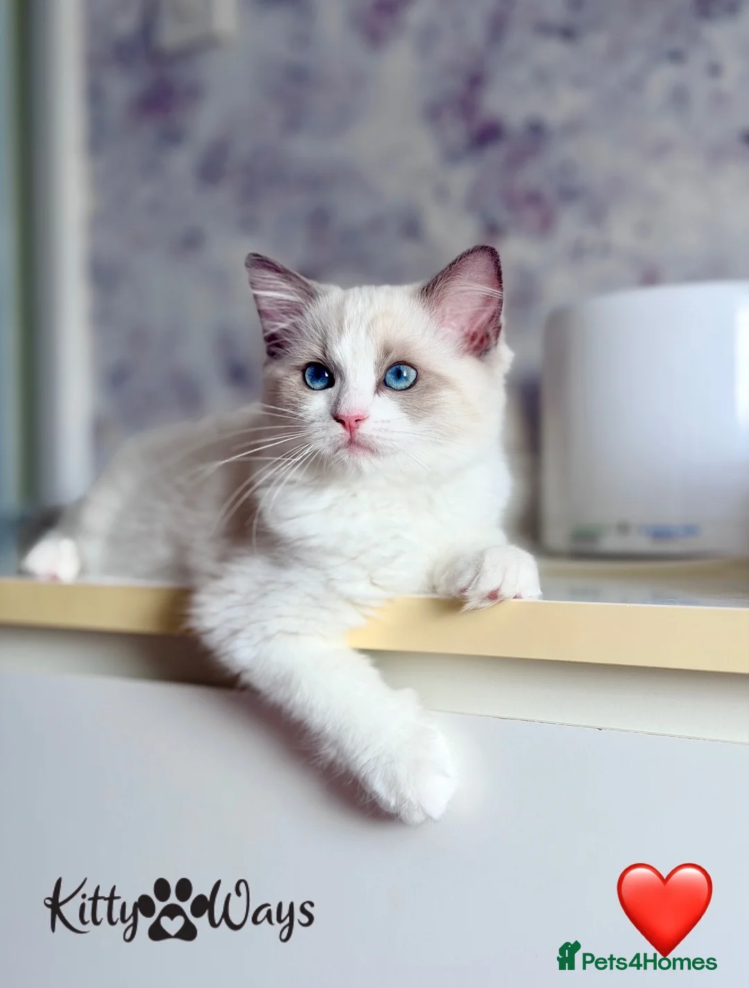 Ragdoll cats for sale: 🐾🩷*TICA REG* EU RAGDOLL KITTENS🌟 DNA CLEAR 🩵🐾 - Advert 2