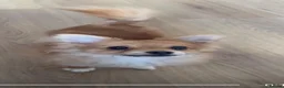 Pomchi dogs for sale: Beautiful Pomchi Puppy's 🐶 🐶 💙 - Advert 2