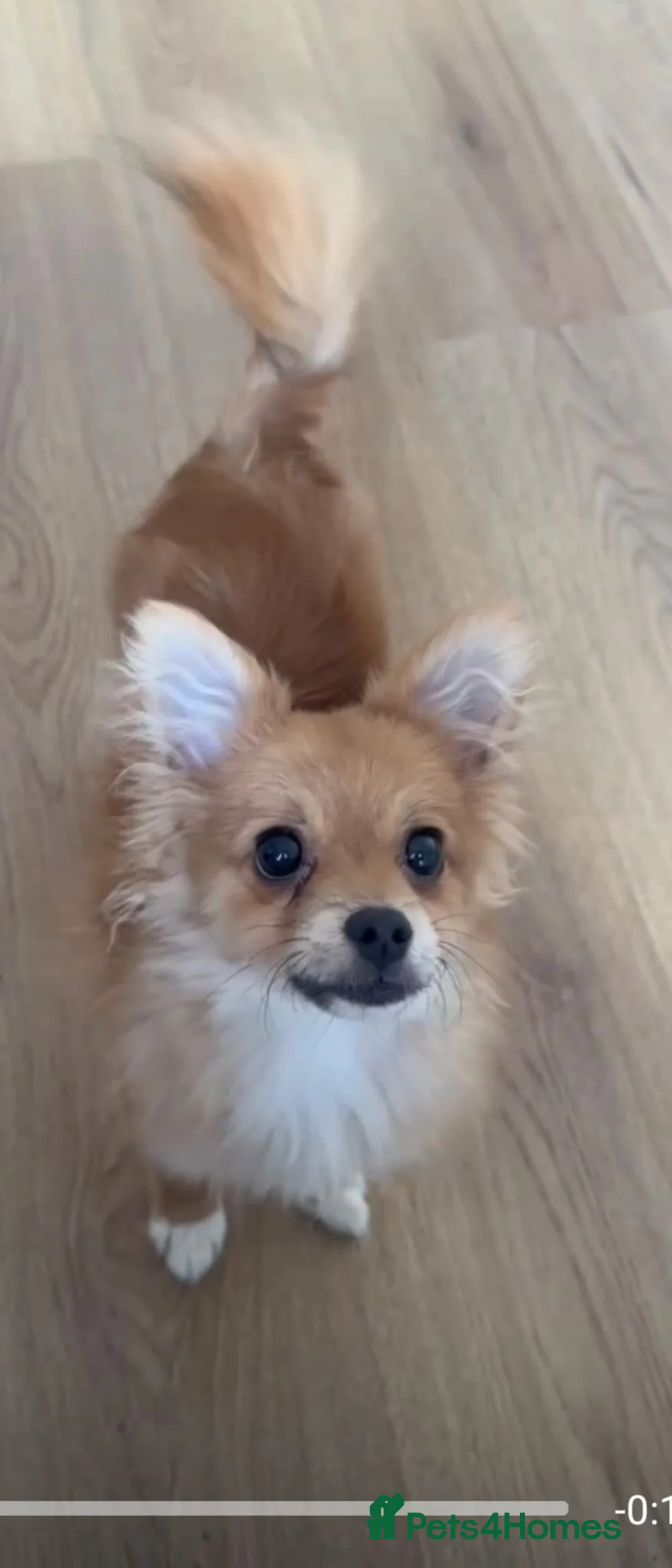 Pomchi dogs for sale: Beautiful Pomchi Puppy's 🐶 🐶 💙 - Advert 2
