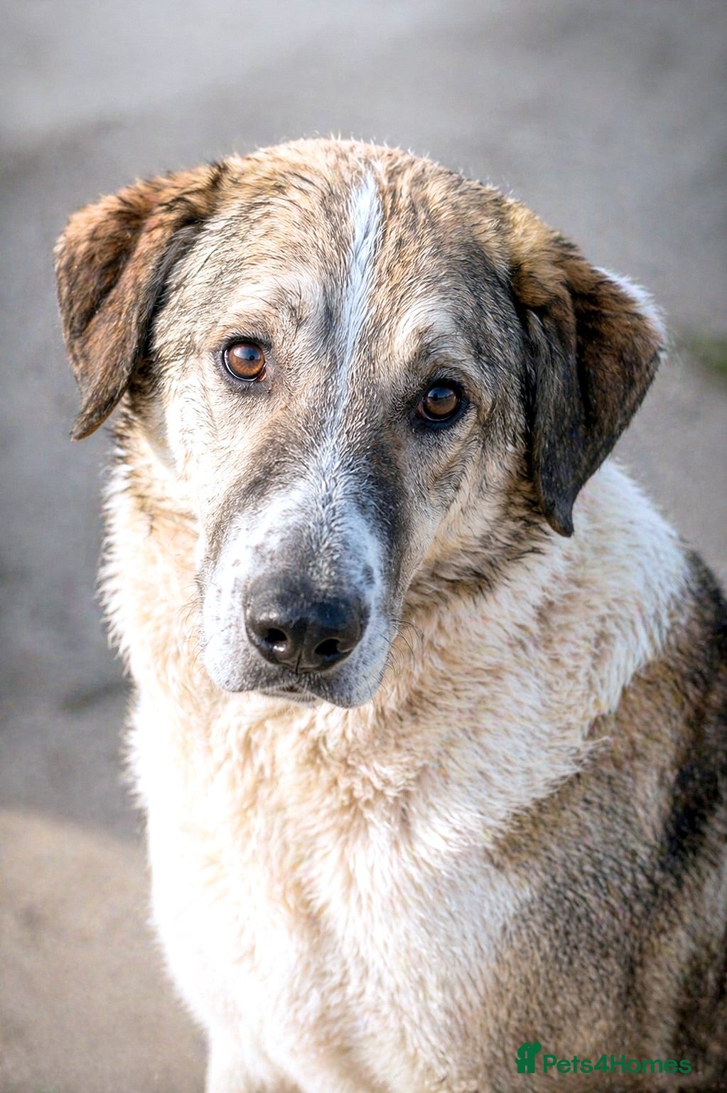 Mixed Breed dogs Nelly 🐾 Five Years Waiting for a Real Life - Advert 12