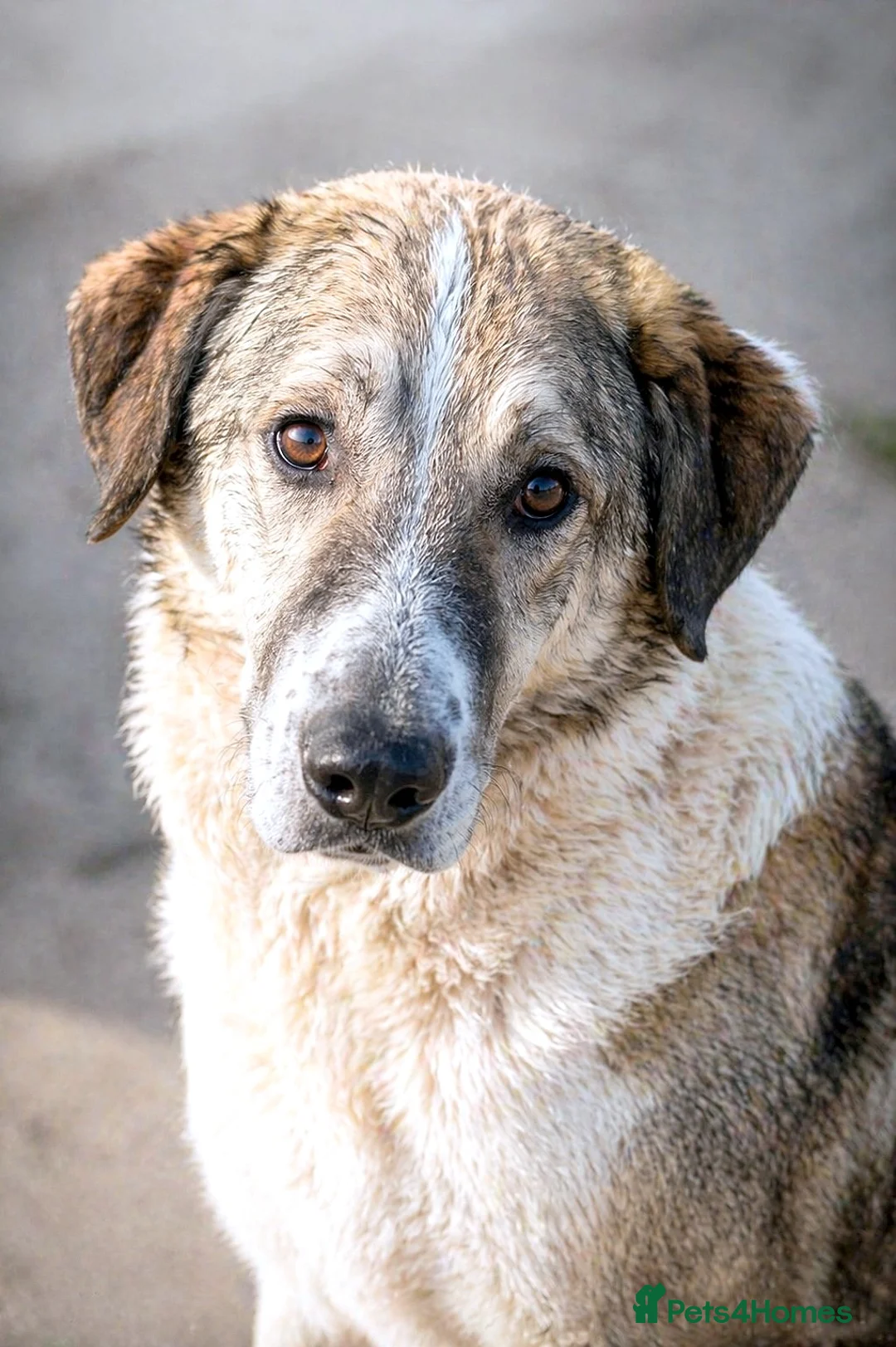 Mixed Breed dogs for adoption: NELLY - A heart full of love, waiting for you ❤️ - Advert 2