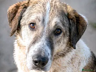 Mixed Breed dogs Nelly 🐾 Five Years Waiting for a Real Life - Advert 3